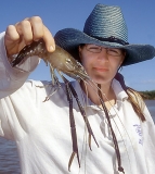 Daly River Cherabin