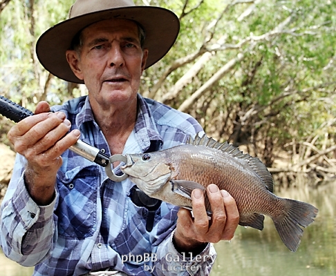 Adelaide River Coal Grunter