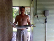 barracuda