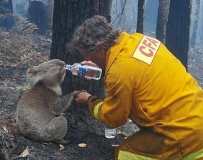 CFA to the rescue (Southern version)