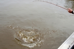 Finniss Runoff (April 2009)