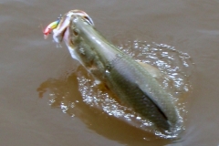 Finniss Runoff (April 2009)