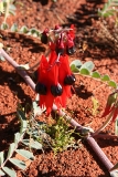 Sturt Peas at Alice Springs