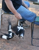 Thieving magpies