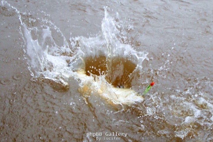 Finniss Runoff (April 2009)