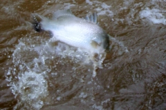 Finniss Runoff (April 2009)