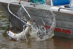 Finniss Runoff (April 2009)
