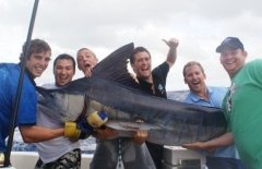 Striped Marlin around 120kg's