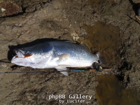116 cm Barra Land based