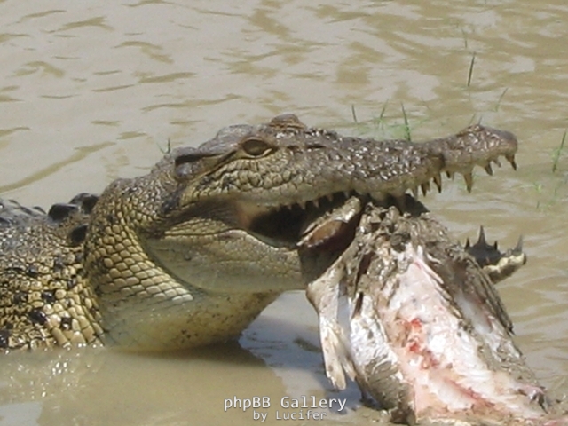 DINNER