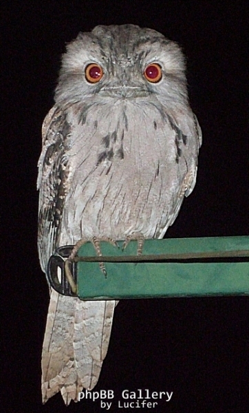 Owl on the missus's clothes line