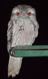 Owl on the missus's clothes line