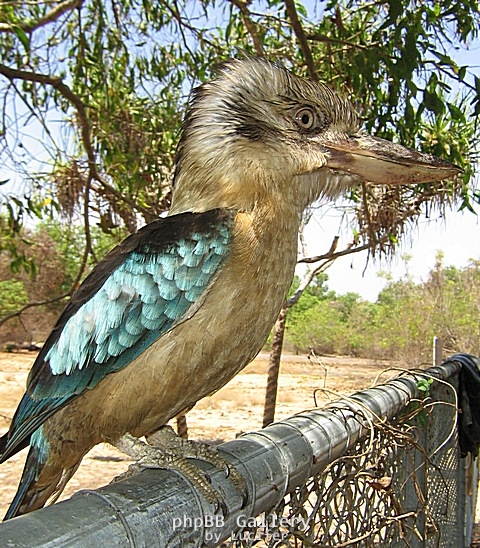 Friendly blue winged kookabura