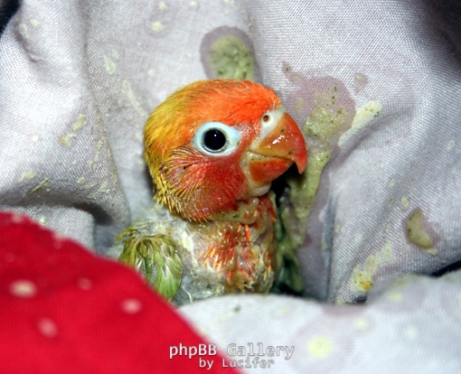 My dirty bird ...