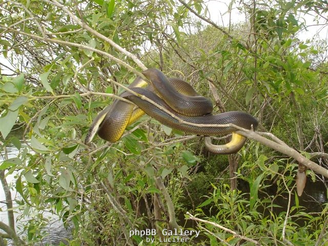 snake